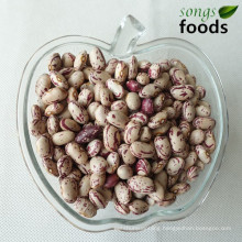 Dried Pinto Beans Bulk/ Light Speckled Kidney Beans